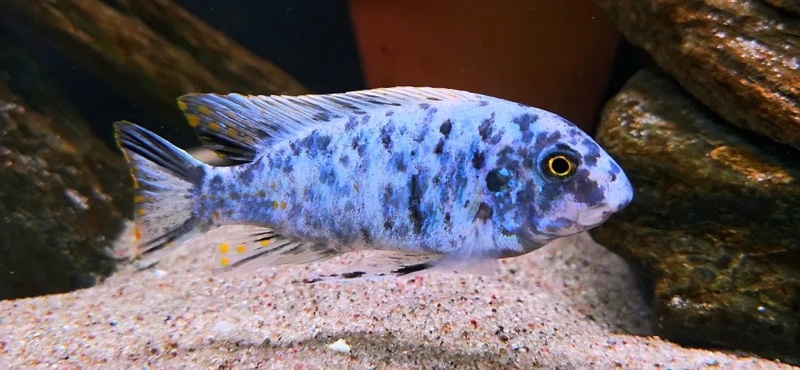 Labeotropheus fuelleborni 'Nkanda'